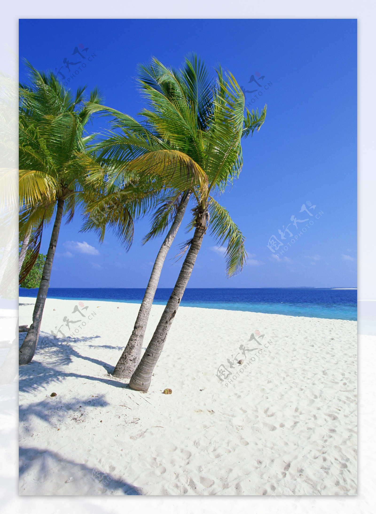 海边沙滩海滩悠闲度假椰树天空晴空蓝天