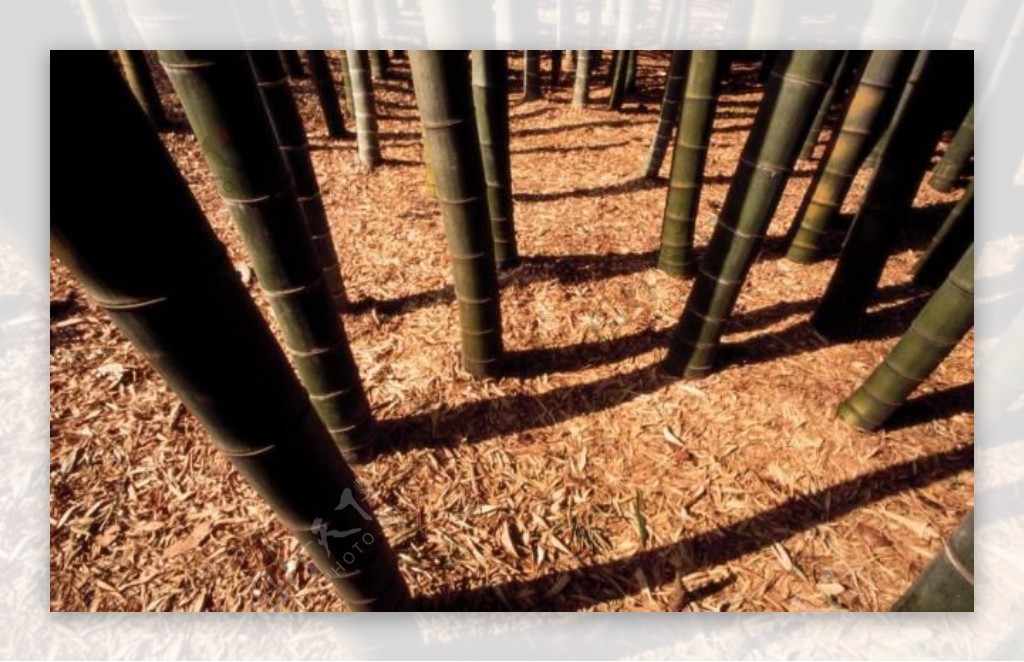 竹景图片