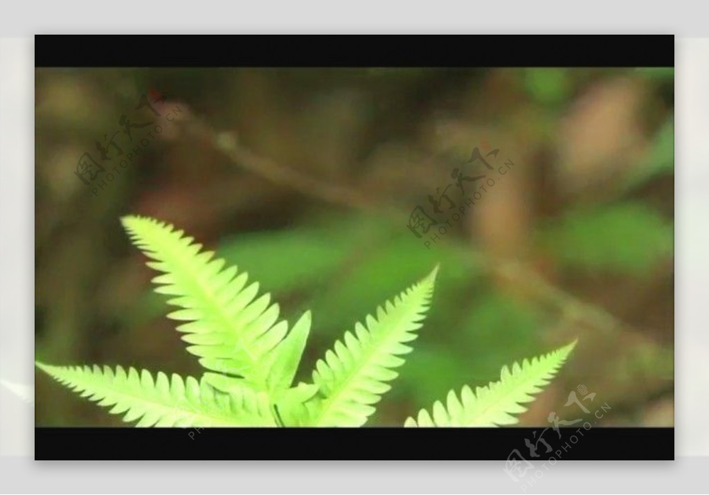 植物背景视频素材素材下载