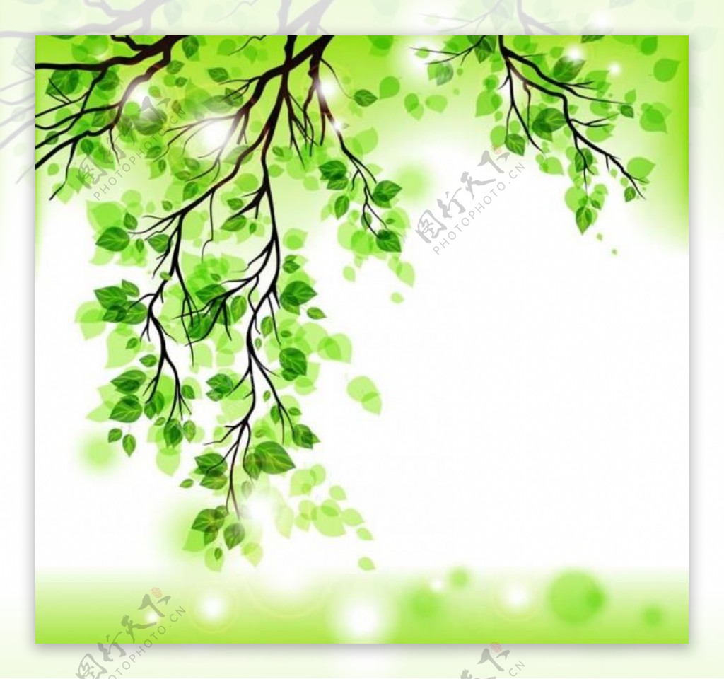 绿叶树枝图片