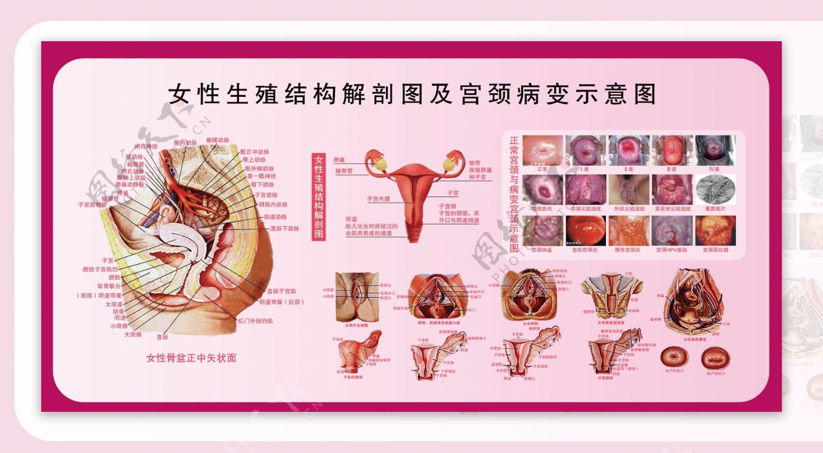 女性生殖器解剖图图片素材-编号23490810-图行天下