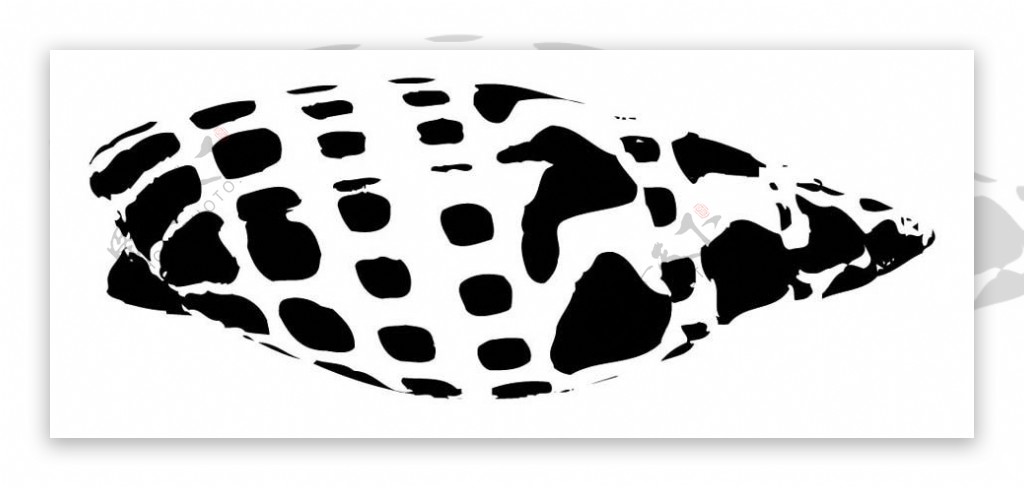 全球首席大百科水墨黑白笔刷贝壳海螺拓印