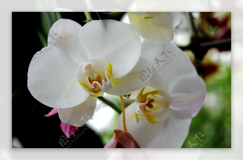 位图植物花朵写实花卉蝴蝶兰免费素材