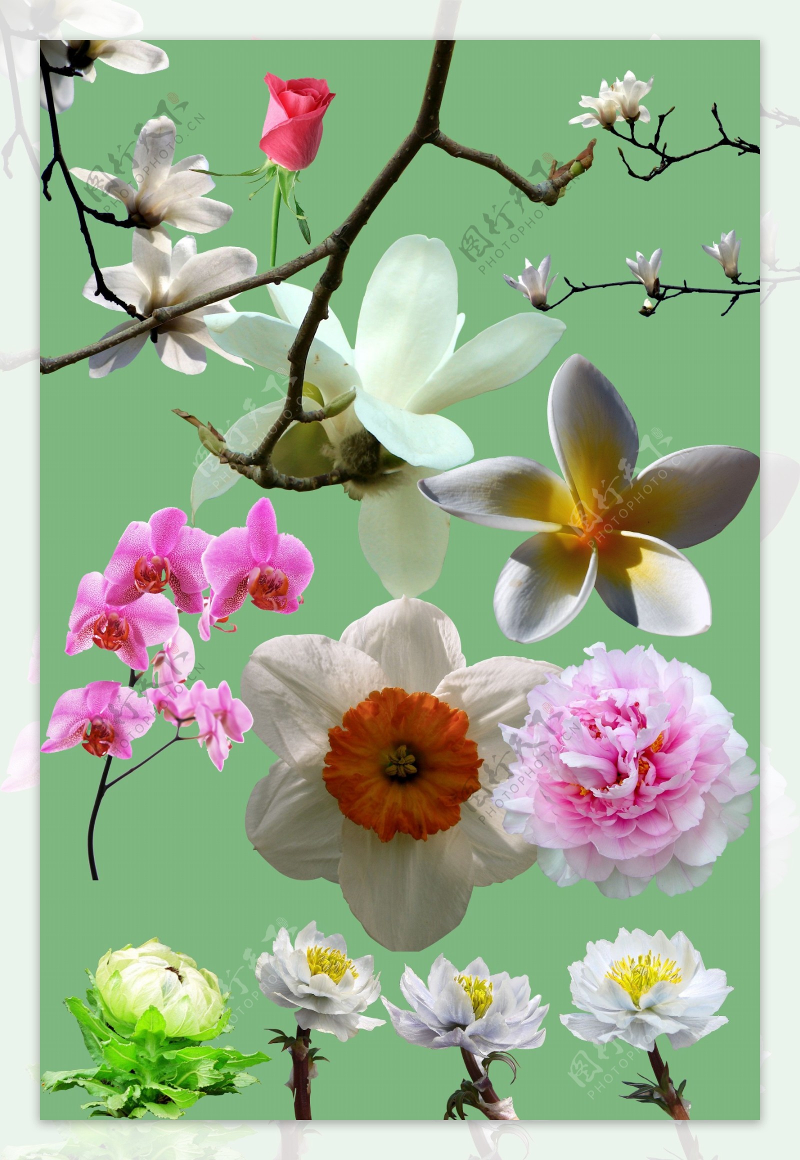 花卉抠图素材图片
