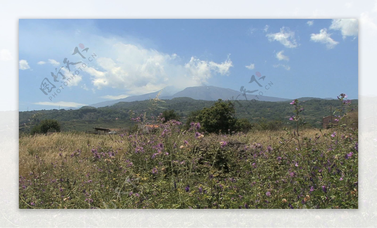 西西里岛的埃特纳火山和蓟股票视频视频免费下载