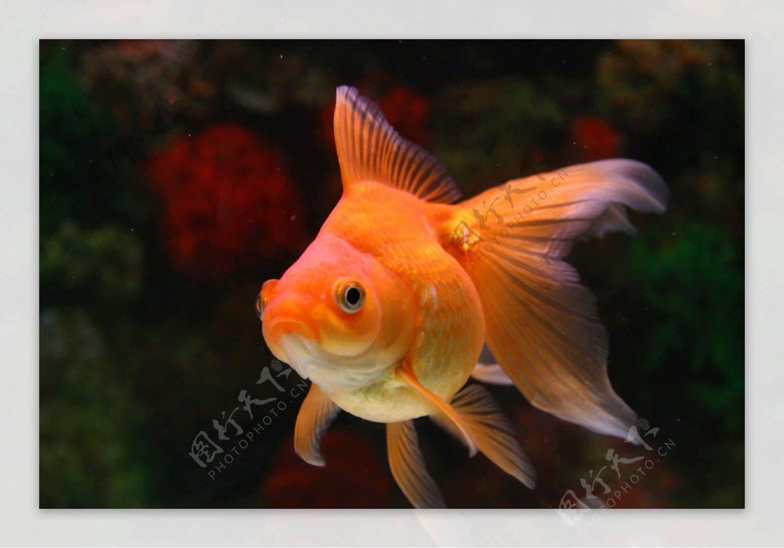 红金鱼欣赏鱼图片高清原图下载,红金鱼欣赏鱼图片,高清图片 - 壁纸更好