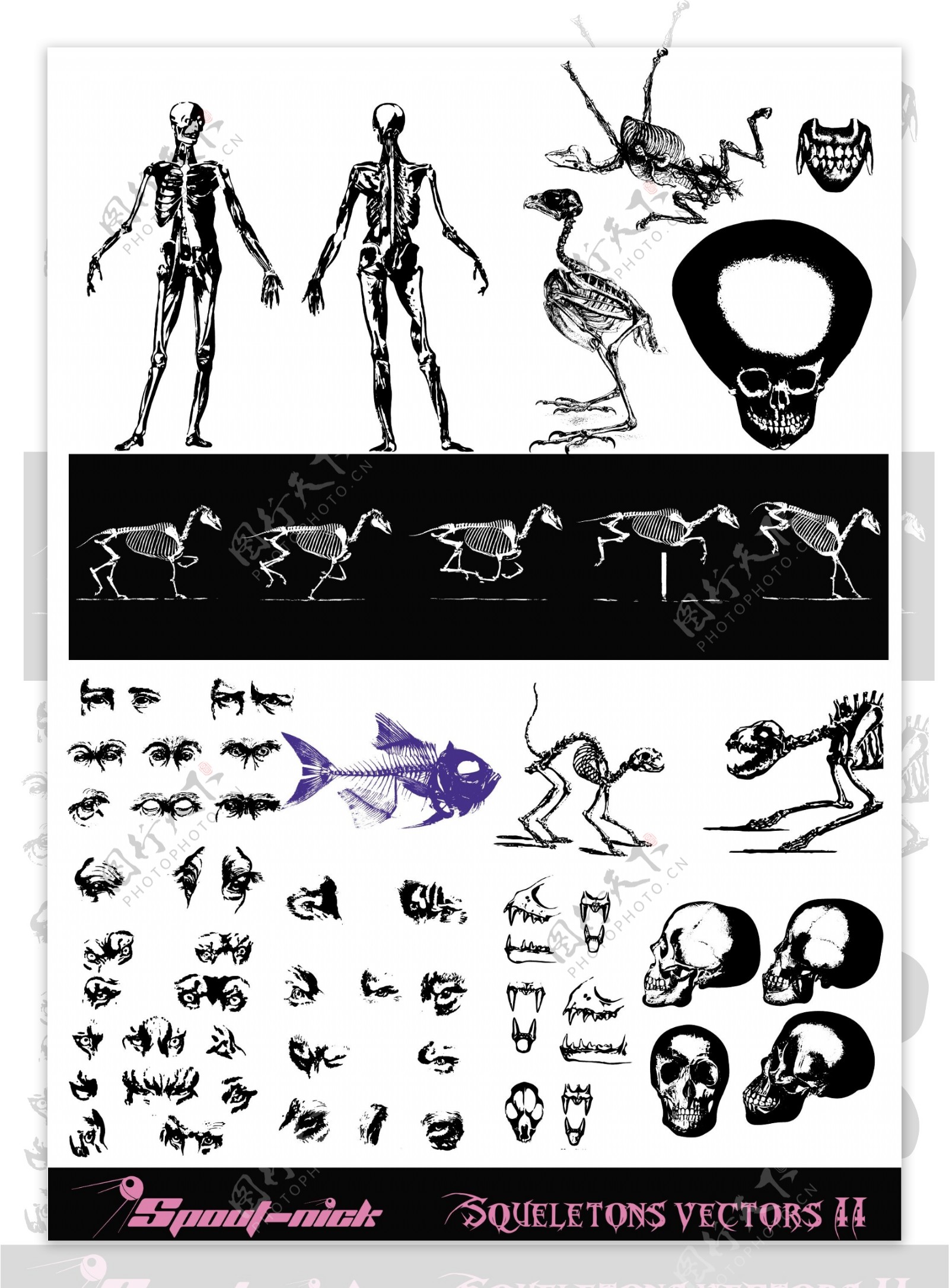 生物进化人体骨骼示意图