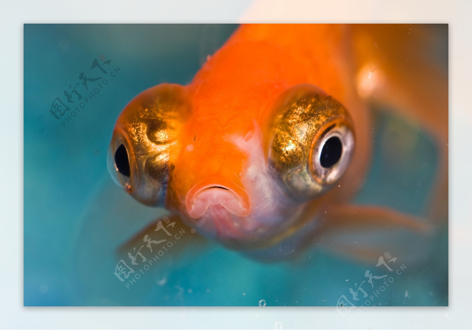 金魚图片