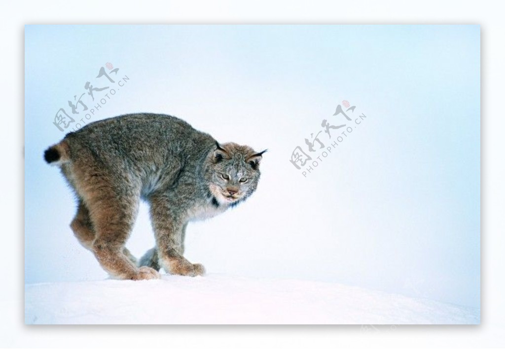 雪豹凶猛野兽