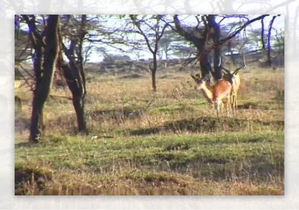 羚羊活动视频频素材素材下载