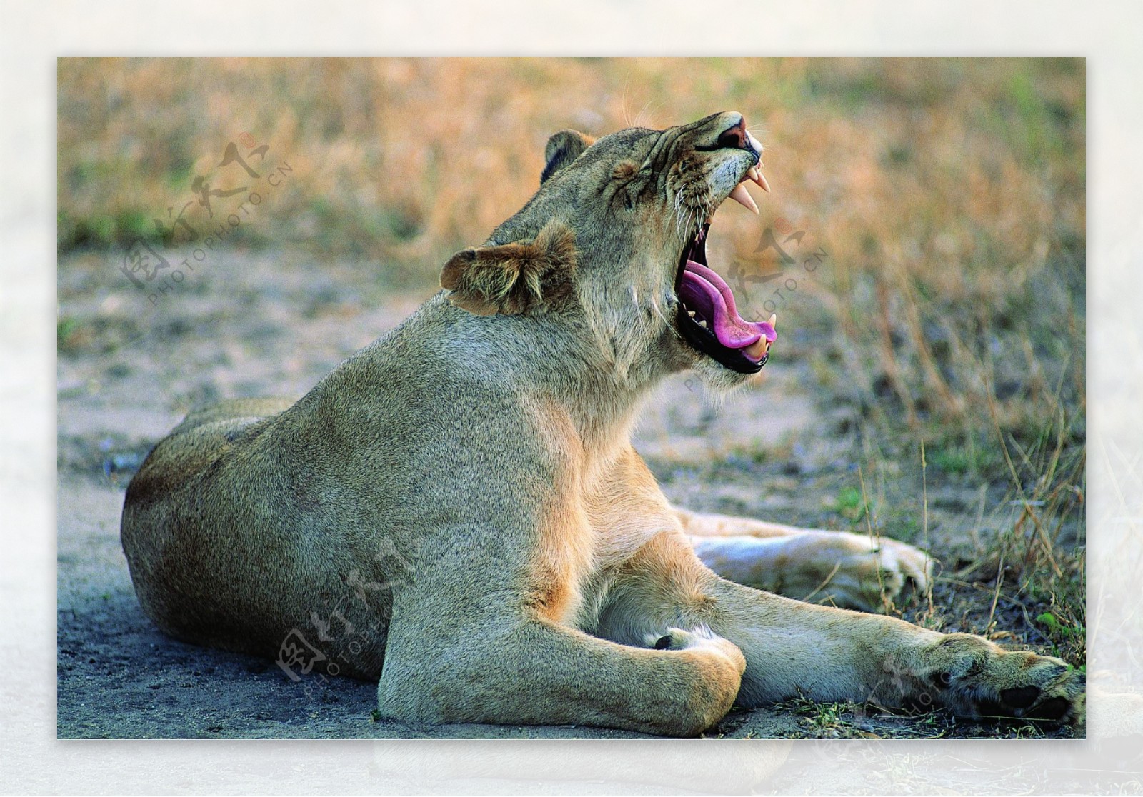 高清晰非洲母狮子壁纸-欧莱凯设计网