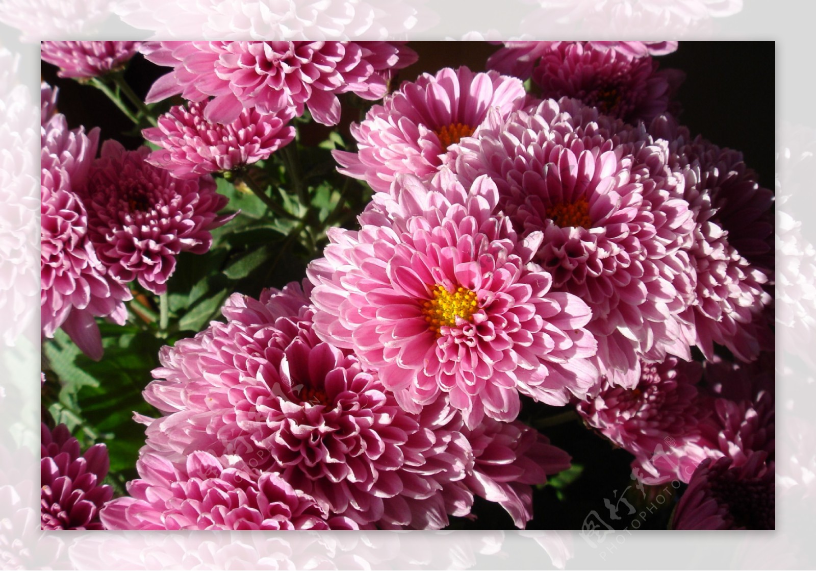 粉色小菊花近景摄影图植物自然