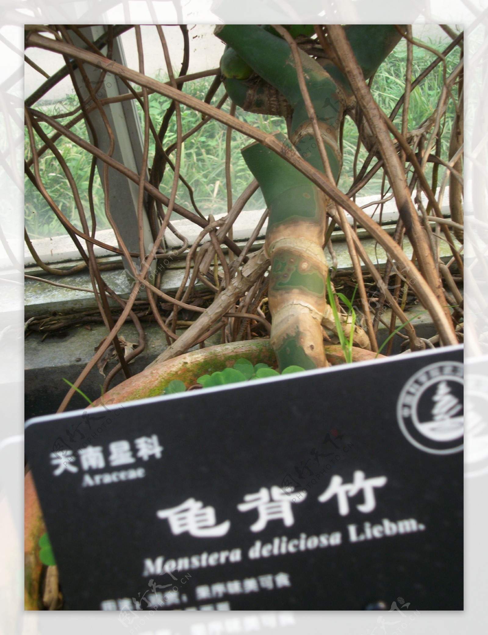 龟背竹图片