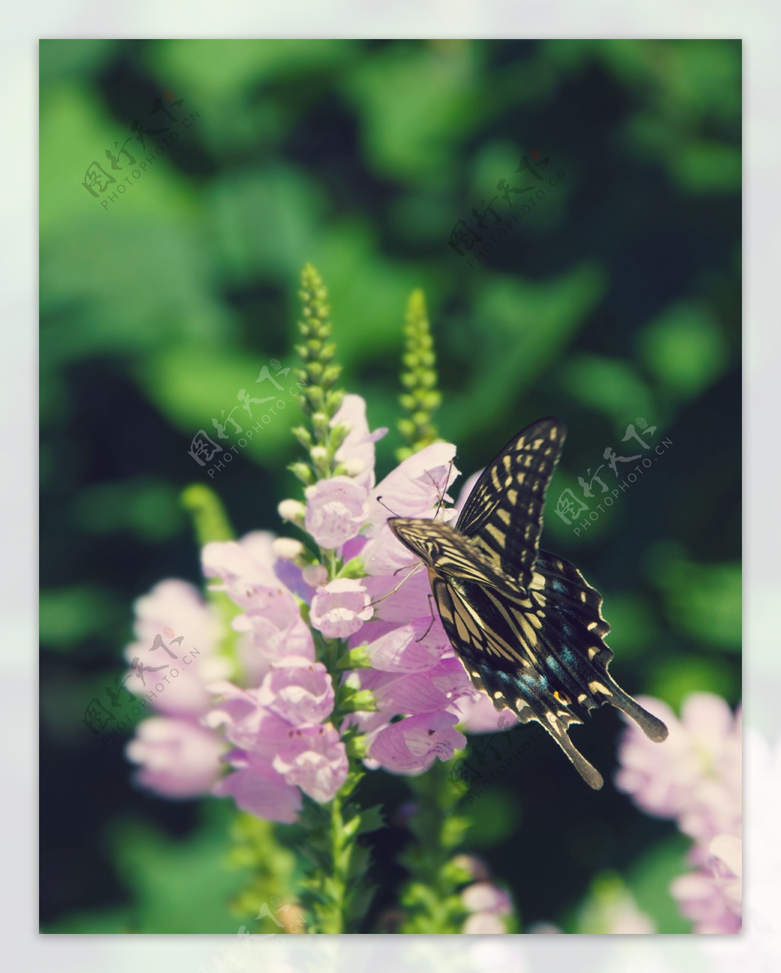 夏日蝶恋花图片