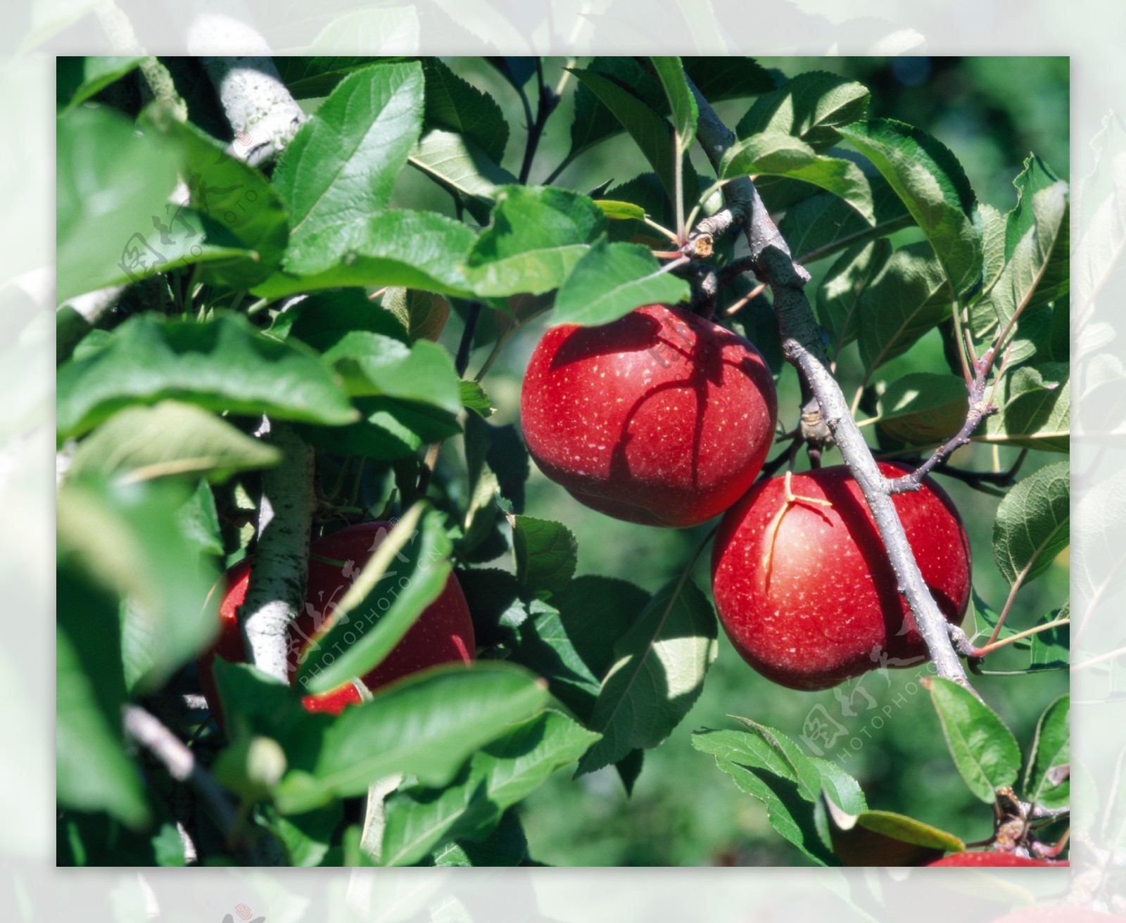 水果果树新鲜叶子果实收获丰收硕果广告素材大辞典