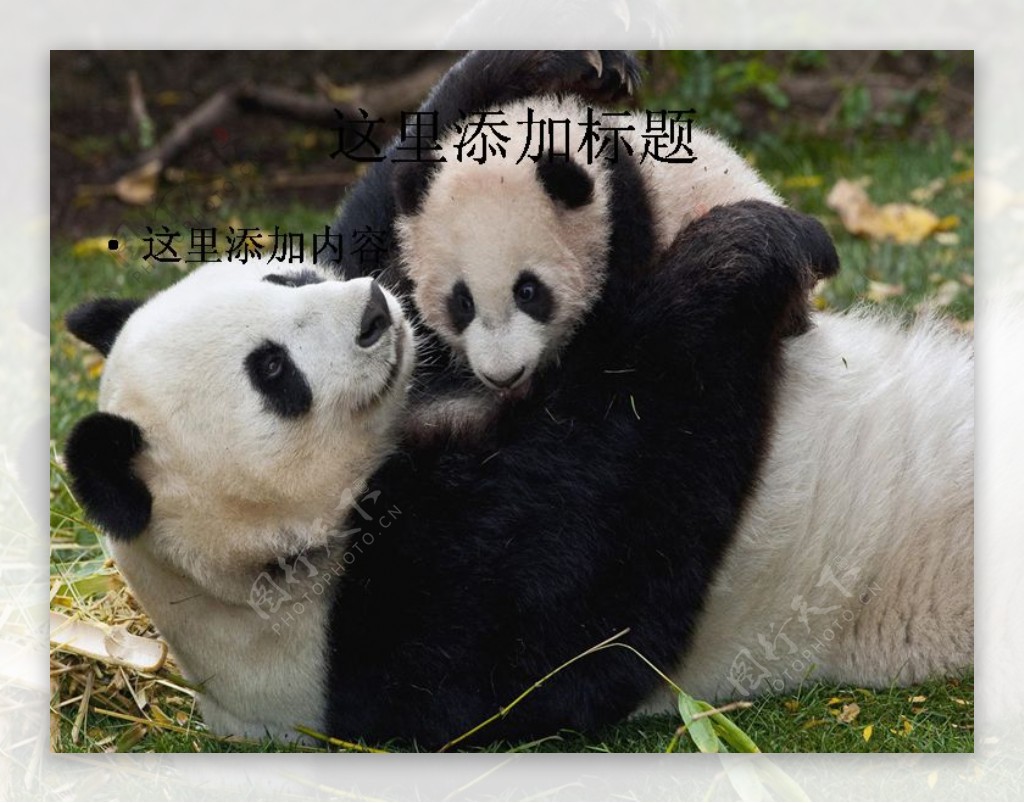 憨态可掬的国宝大熊猫7