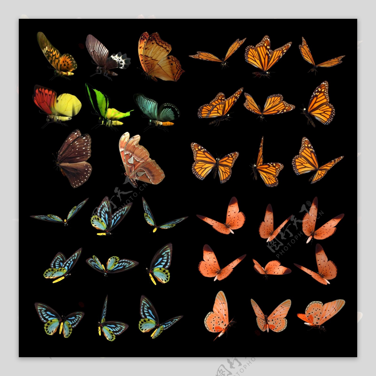 多款蝴蝶分层国外素材图片