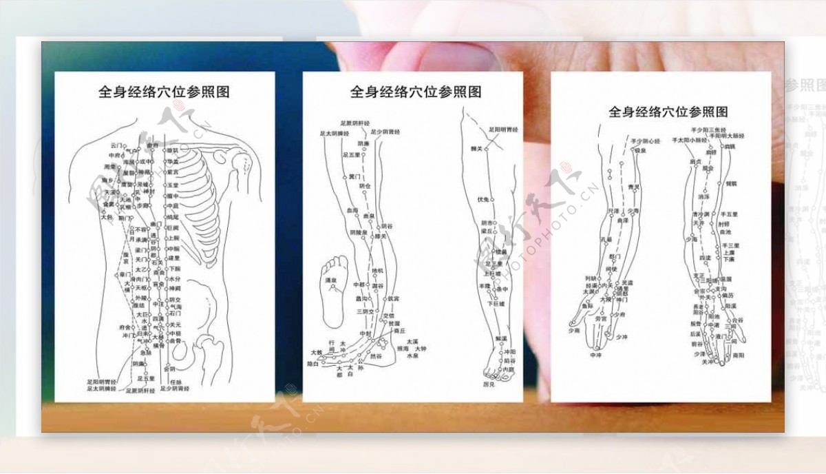 经络图图片