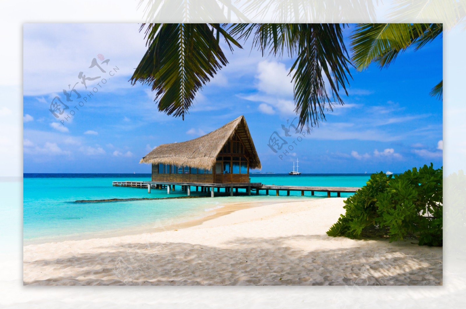 海滩椰树图片
