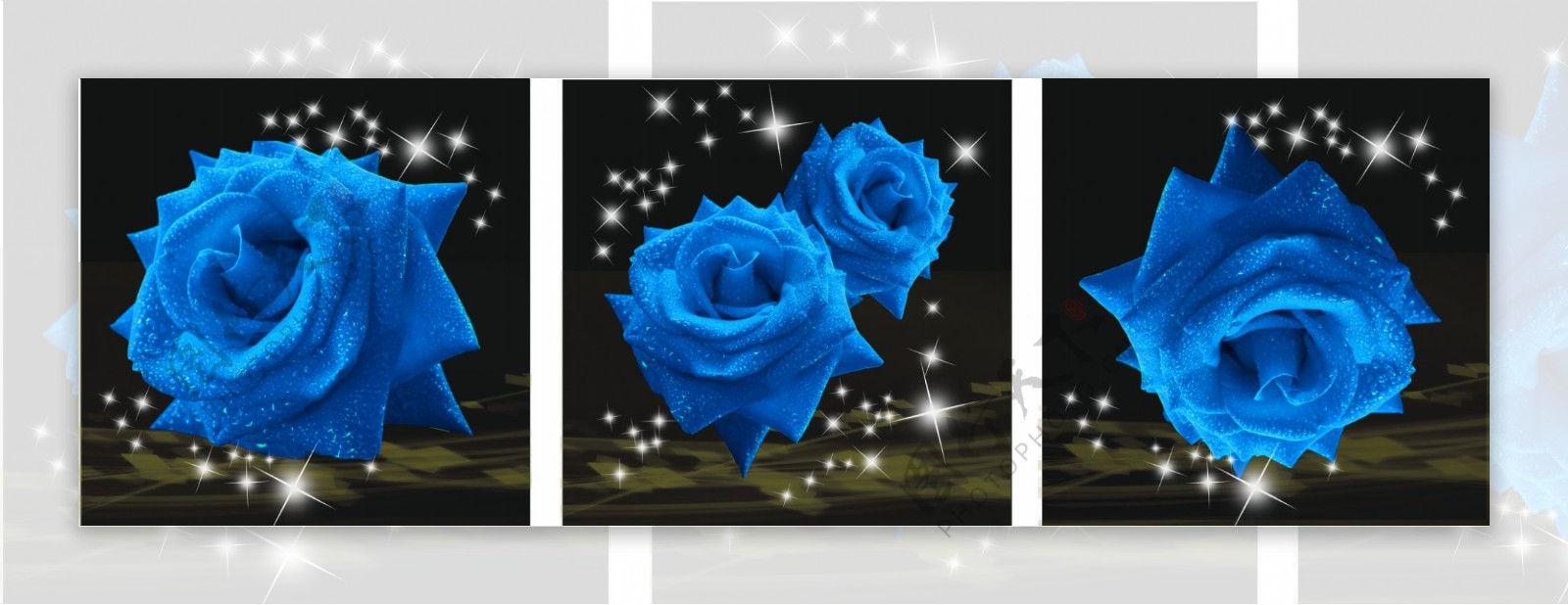 蓝色妖姬蓝色玫瑰