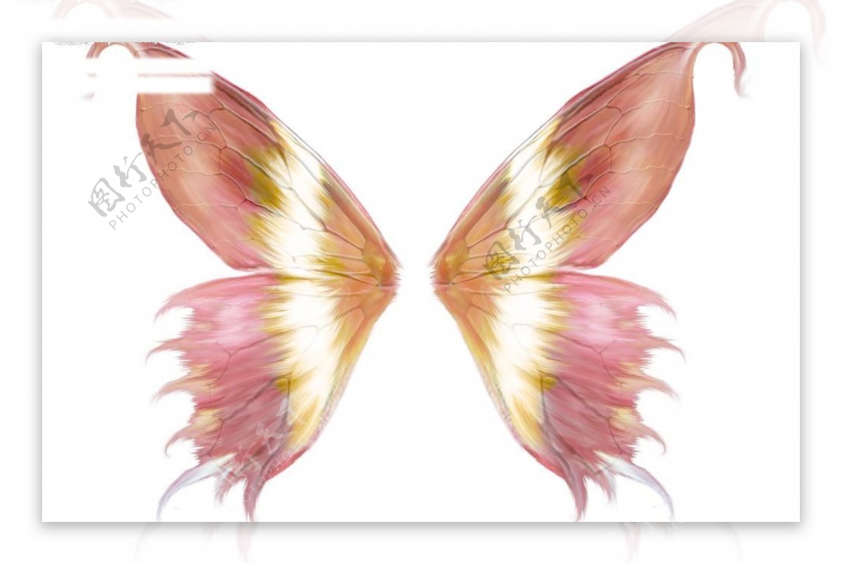仙女翅膀图片