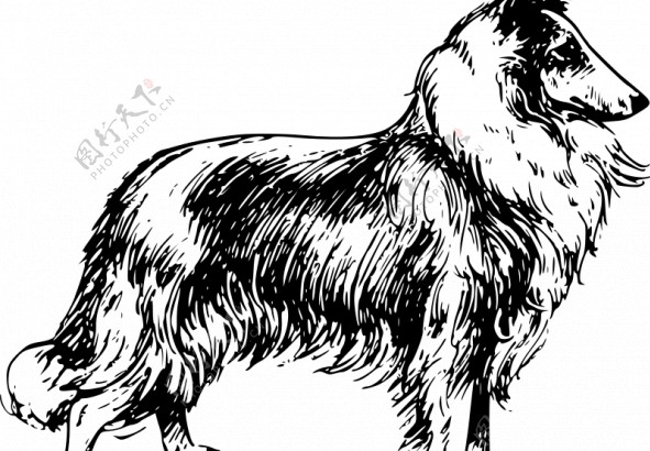 矢量插画的牧羊犬