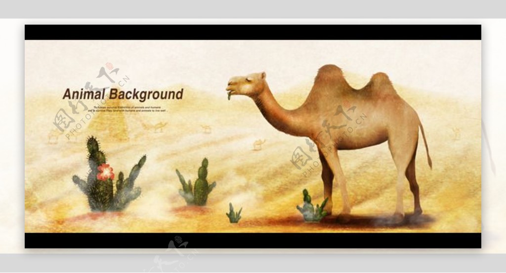 骆驼插画图片PSD素材