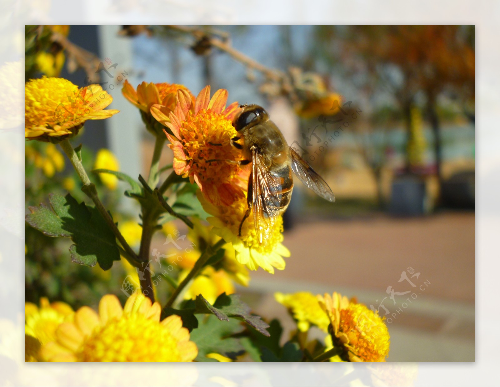 蜜蜂采花菊花图片