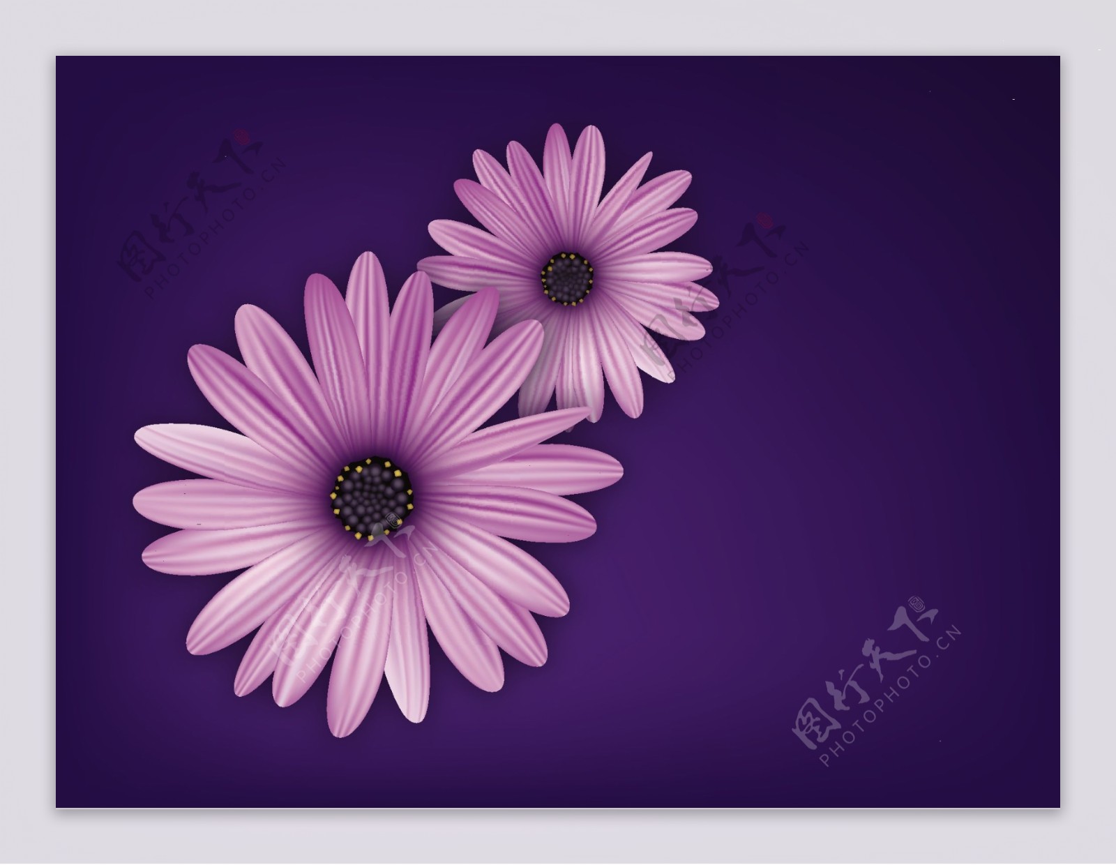 紫色花朵蓝色背景图