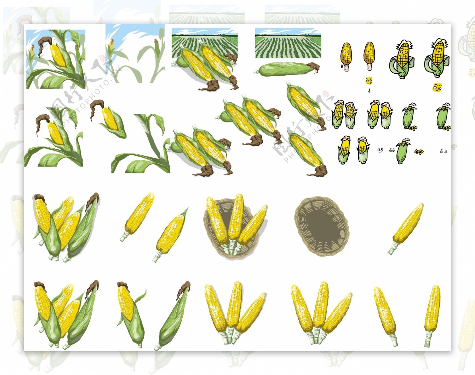 玉米合集图片