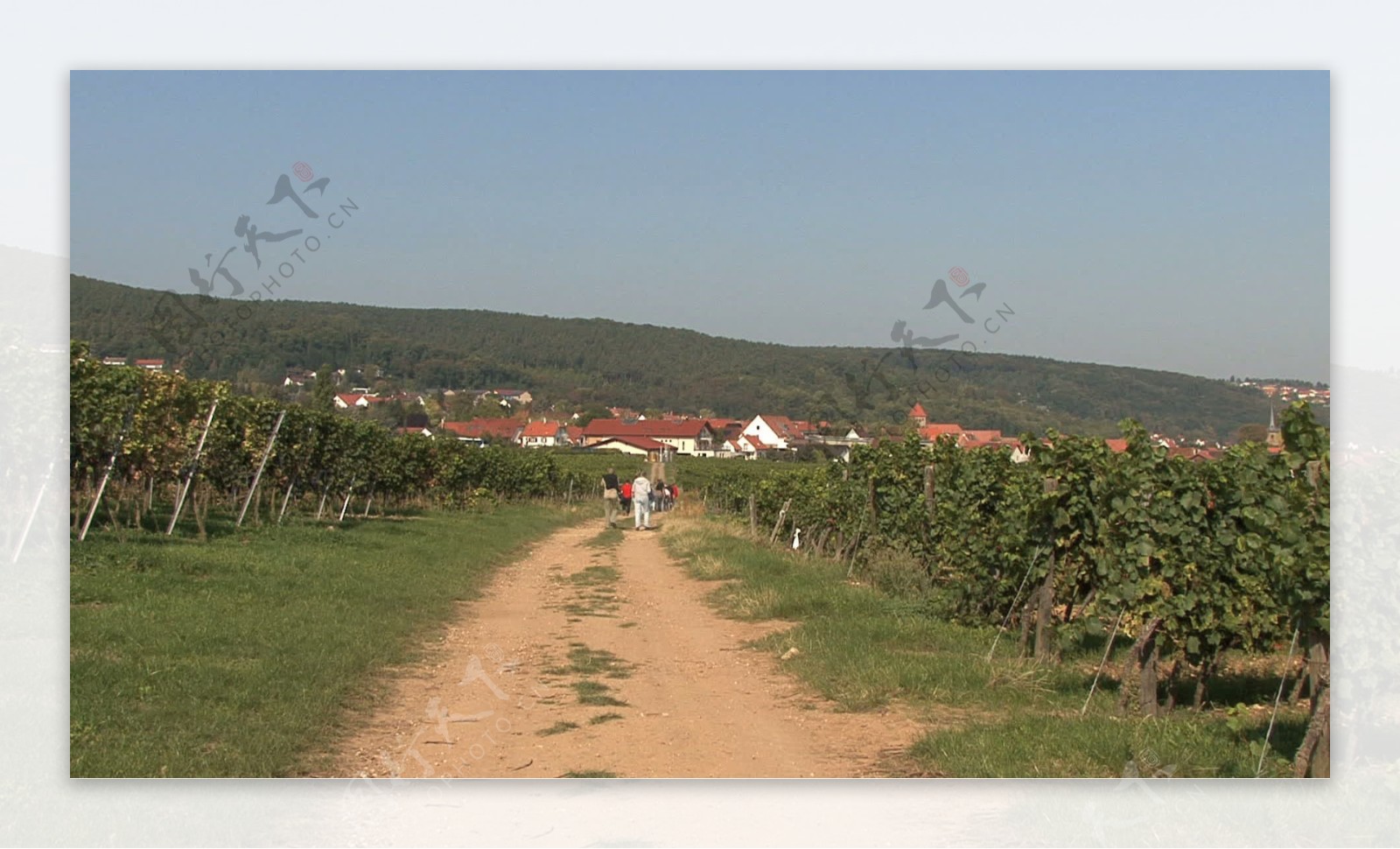 德国葡萄酒的葡萄园4股票的录像艺术平衡视频免费下载