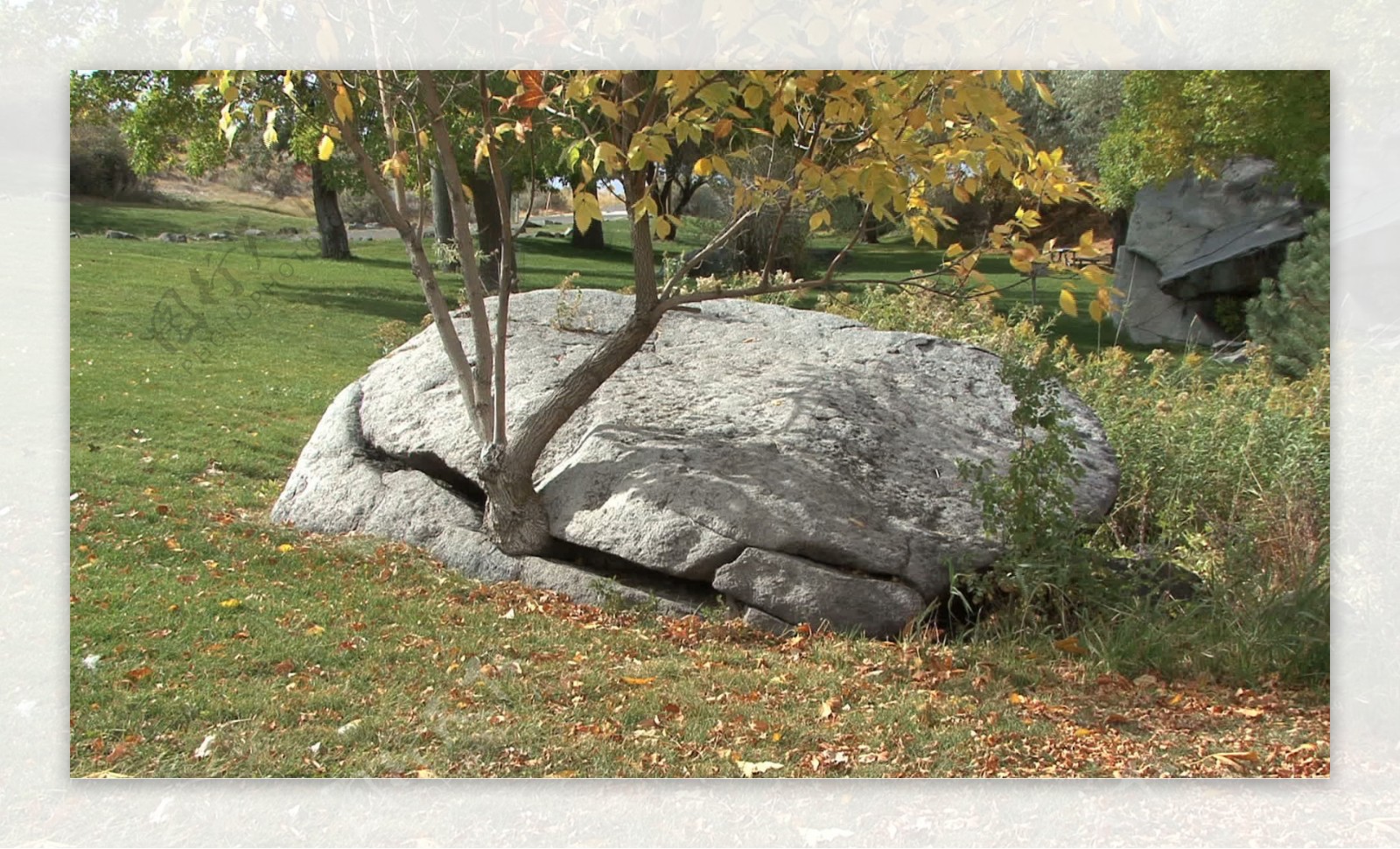 爱达荷州树从岩石裂纹增长股票视频