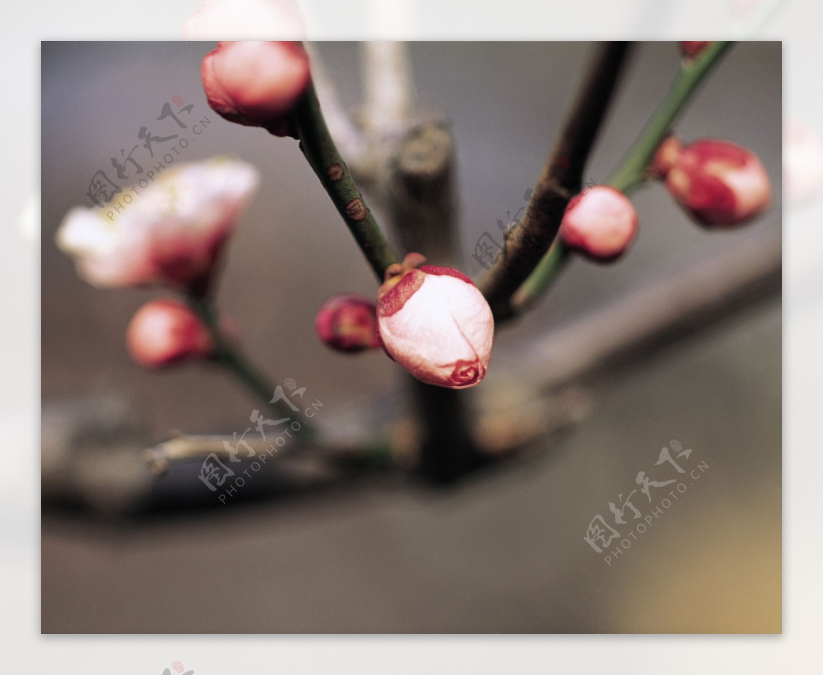 春暖花开春天百花争艳桃花桃树花苞花朵枝头花枝花蕊盛开广告素材大辞典