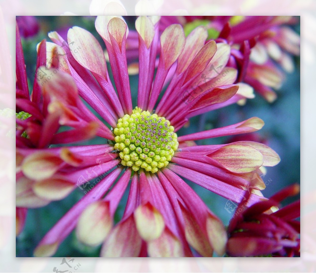 位图植物摄影植物花卉免费素材