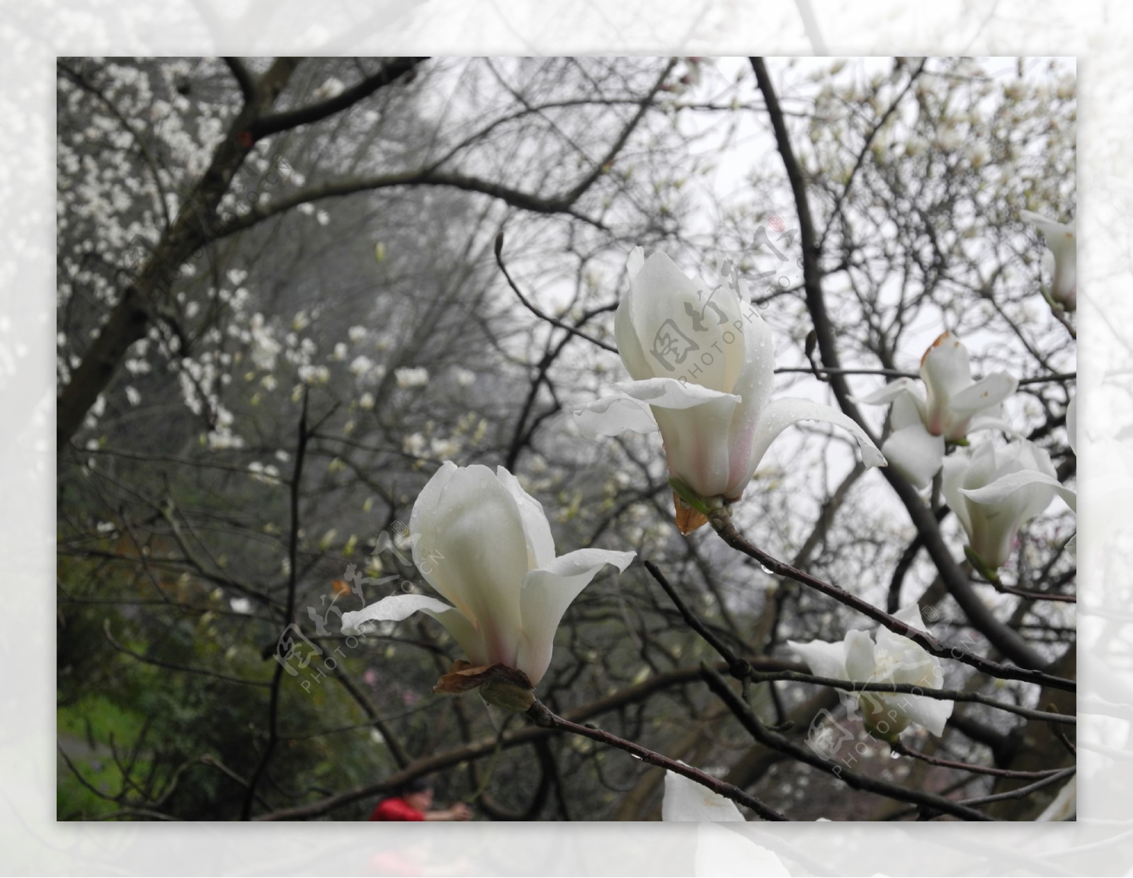 雨后白玉兰图片