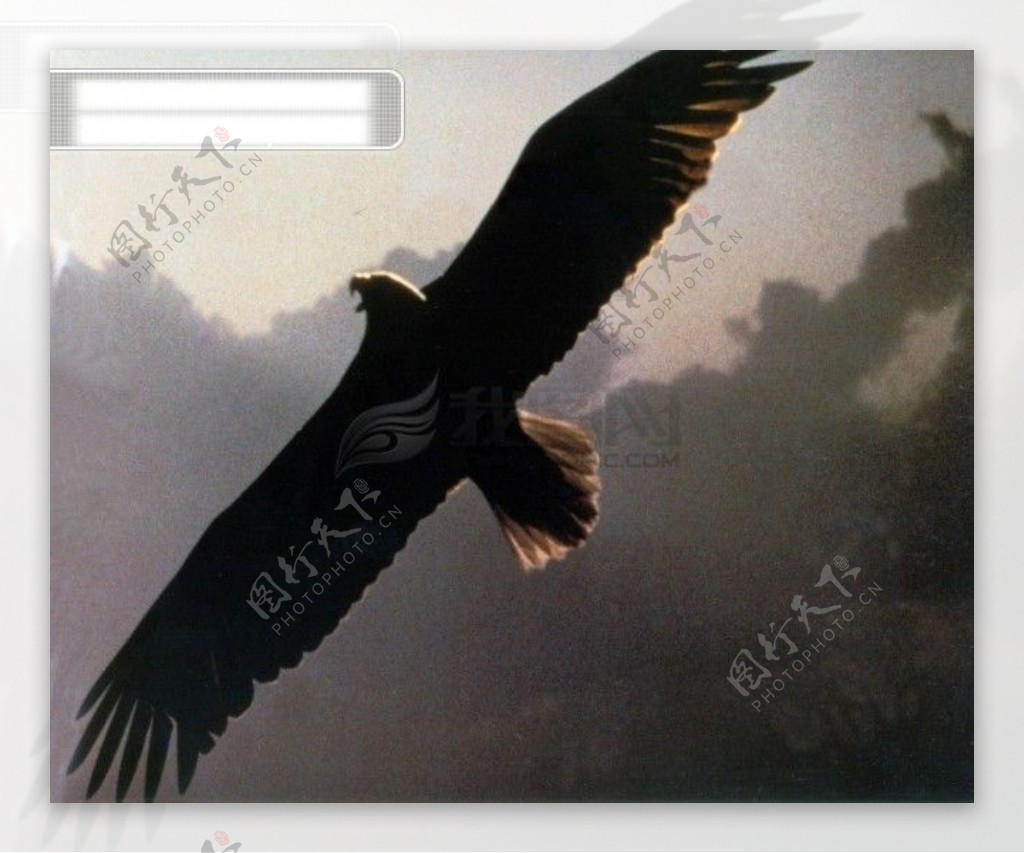 旅鸟老鹰飞翔动物飞行展翅翱翔广告素材大辞典