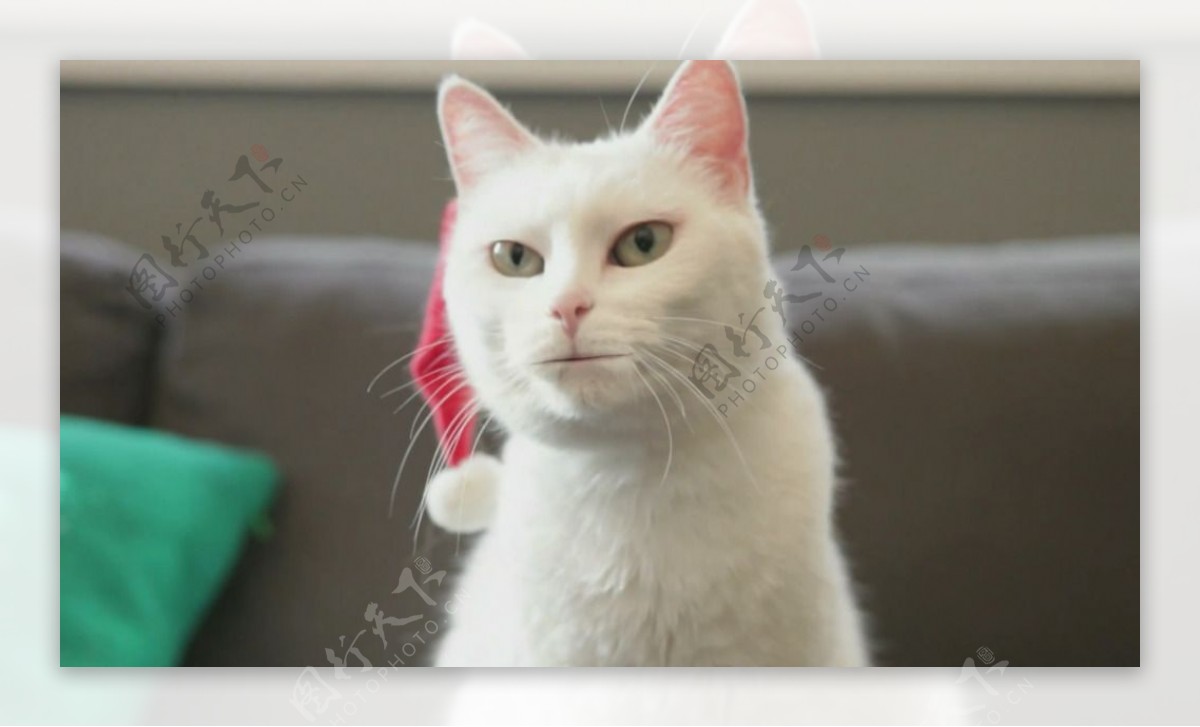 沃尔玛圣诞节广告猫咪篇视频素材