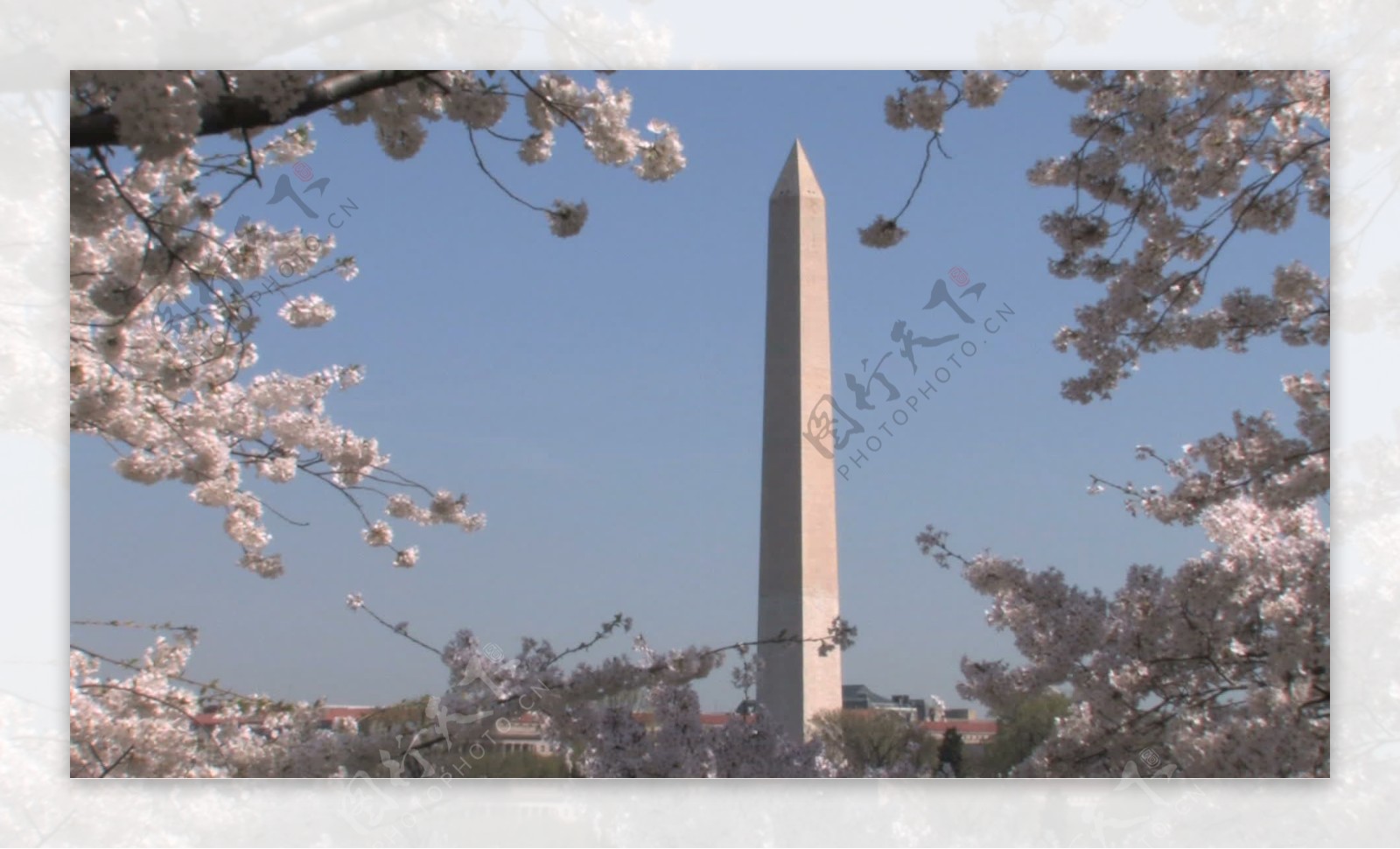 华盛顿纪念碑和樱花缩小股票视频视频免费下载
