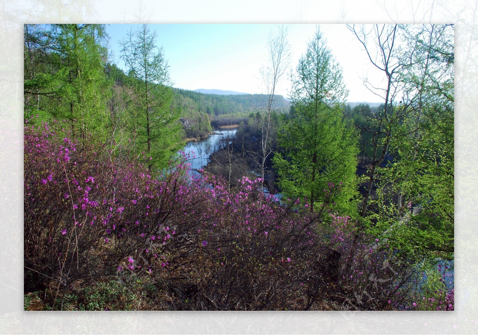 春天木屋山坡的杜鹃图片