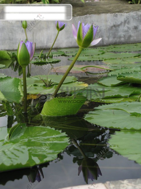 高清荷花3