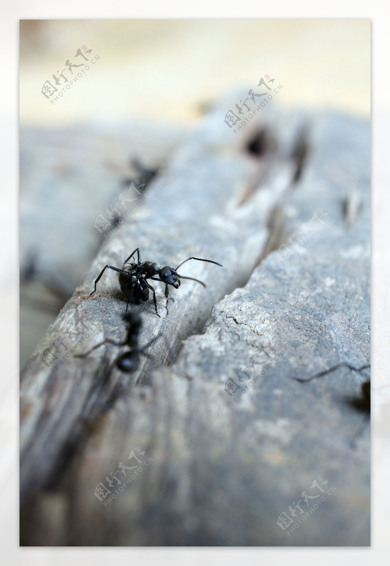 蚂蚁图片
