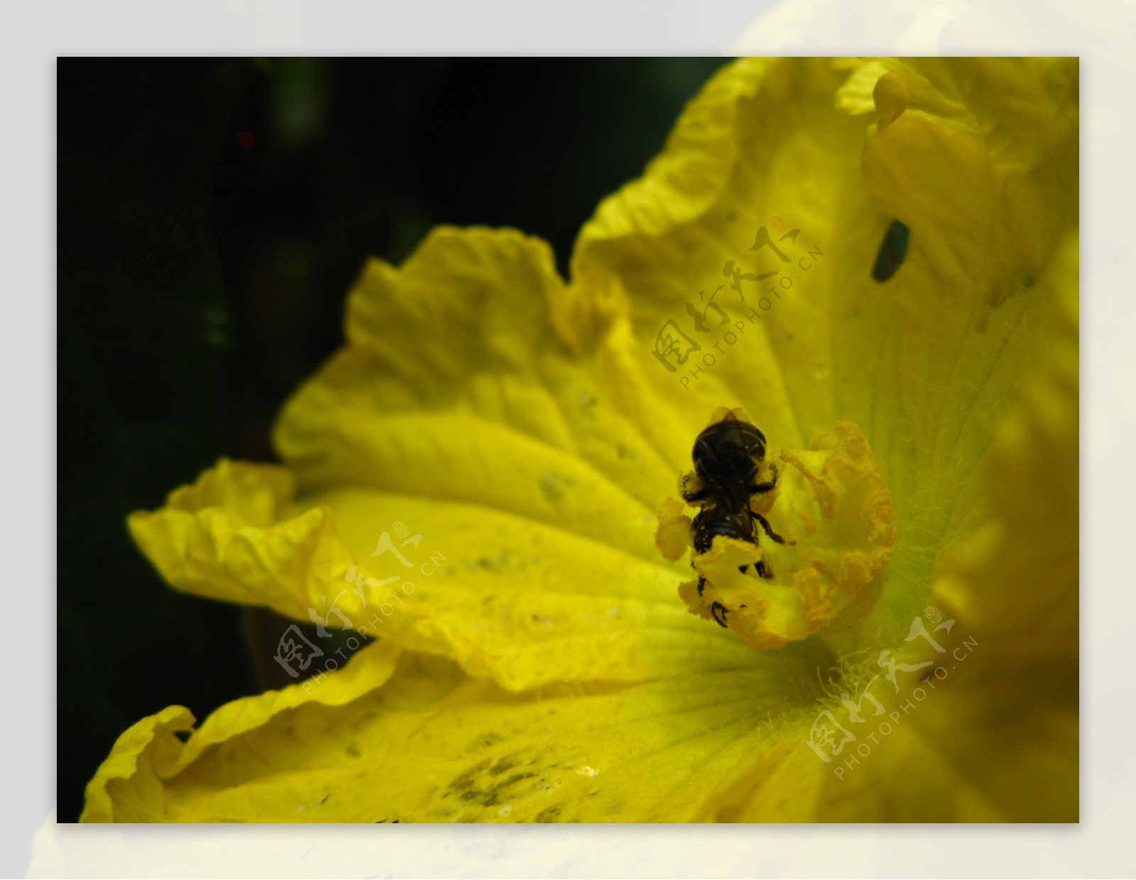 南瓜花上的昆虫图片