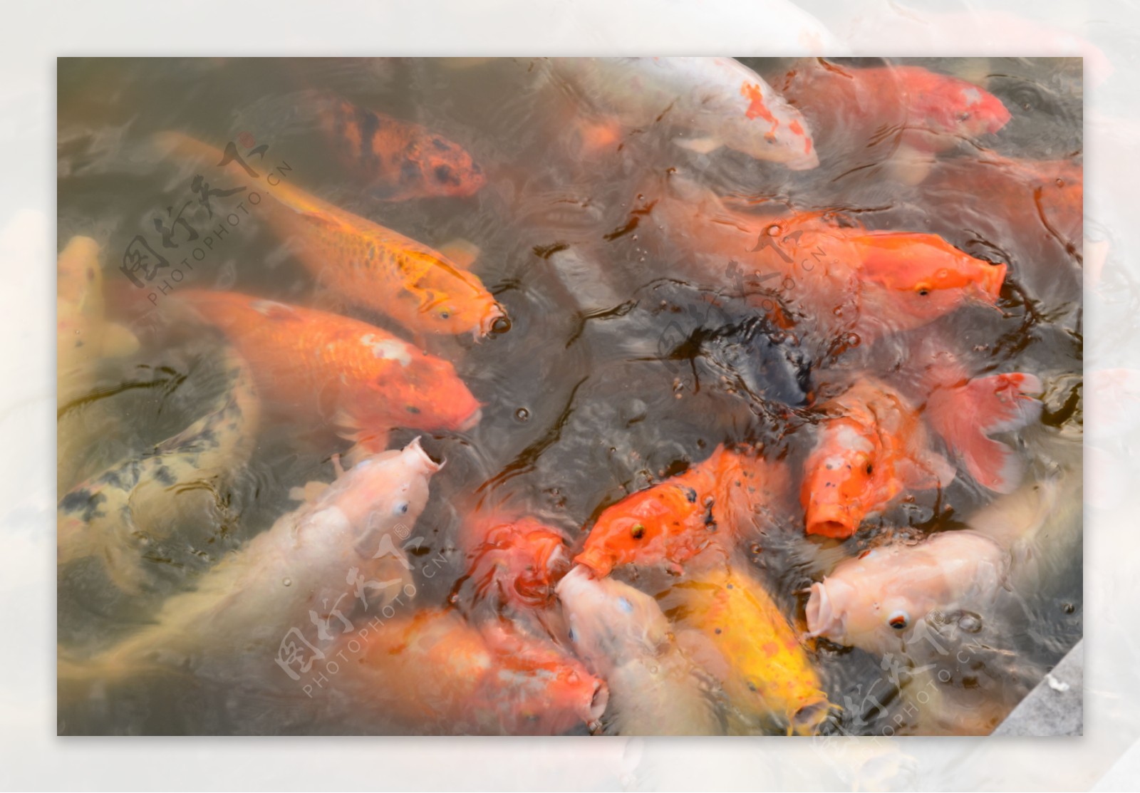 图片素材 : 池塘, 多彩, 锦鲤, 鲤鱼, 海洋生物学 3264x2448 - - 601618 - 素材中国, 高清壁纸 - PxHere摄影图库
