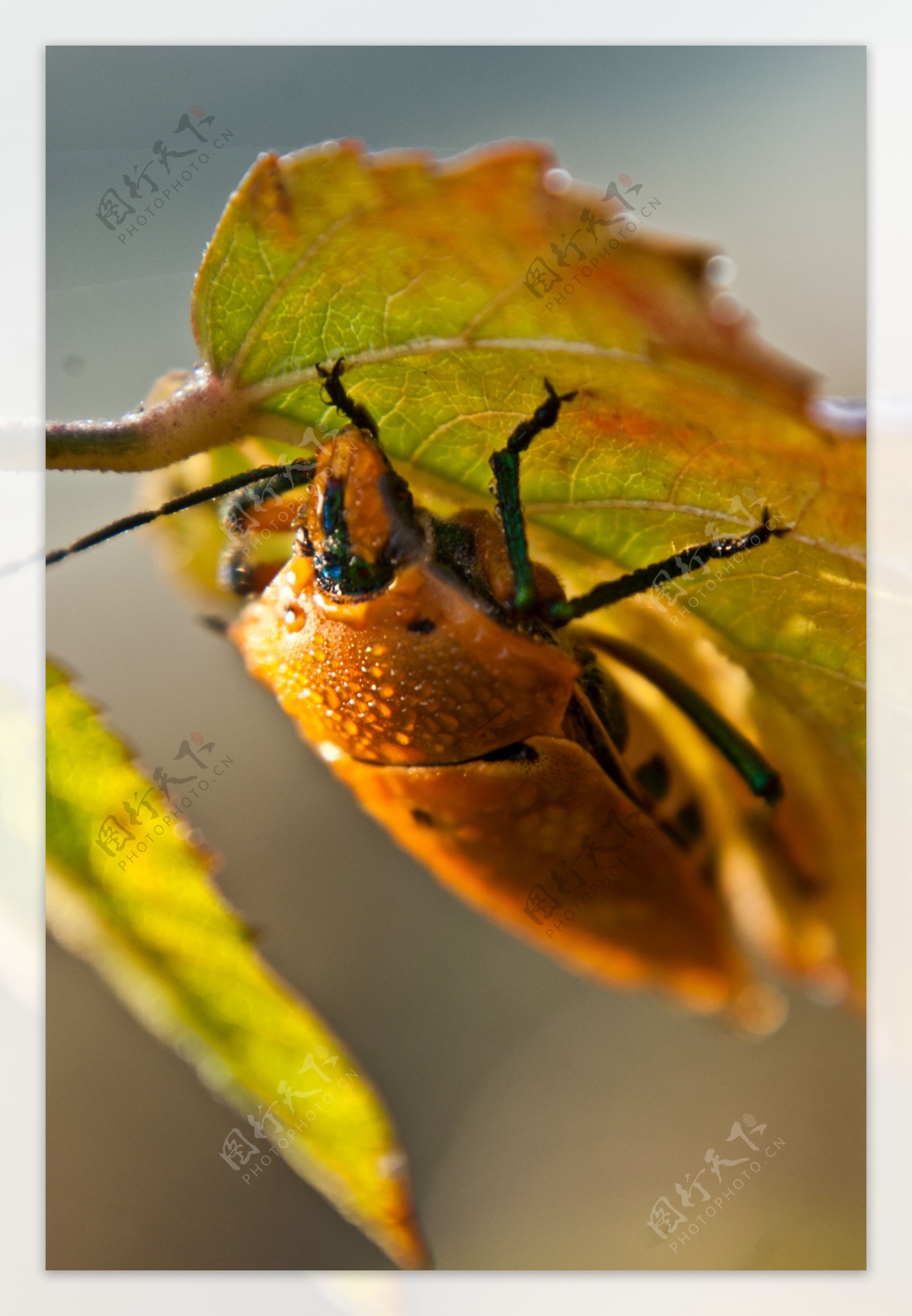 甲壳虫图片