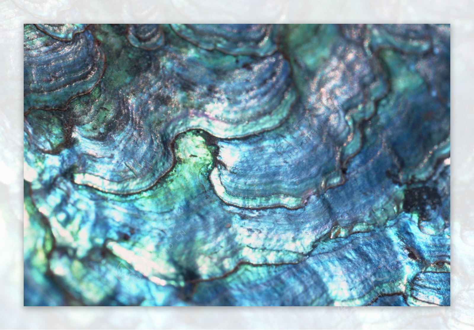 蓝色贝壳鳞片形状石头