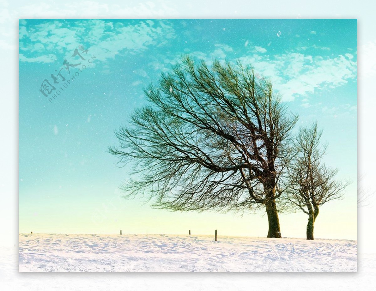 雪风中摇曳的小树