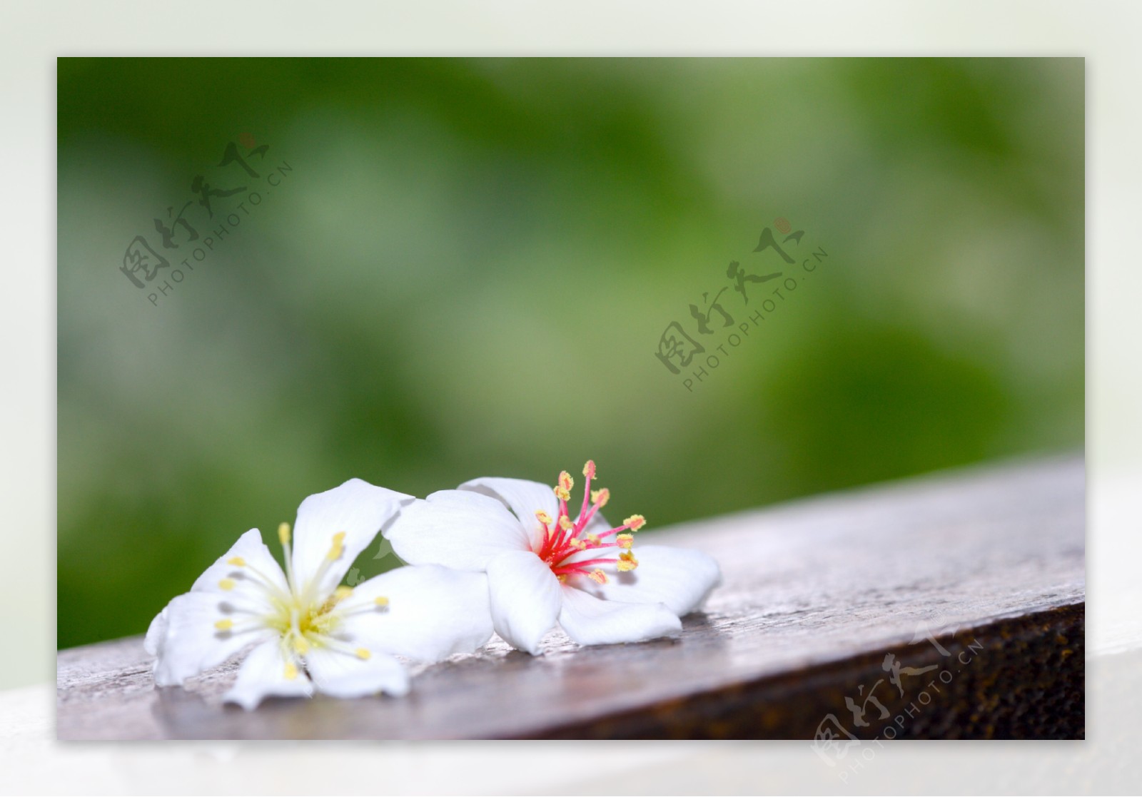 白色純淨花花朵鲜花花卉繁花似景