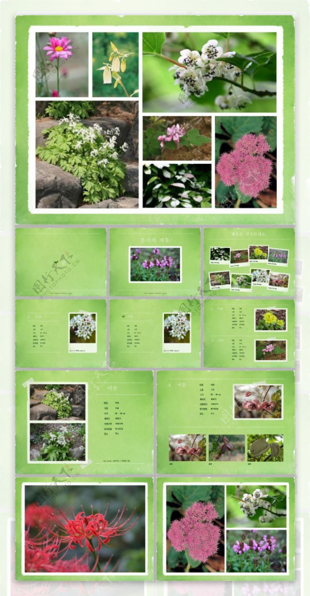 韩国主题各种美丽花卉素材ppt模板