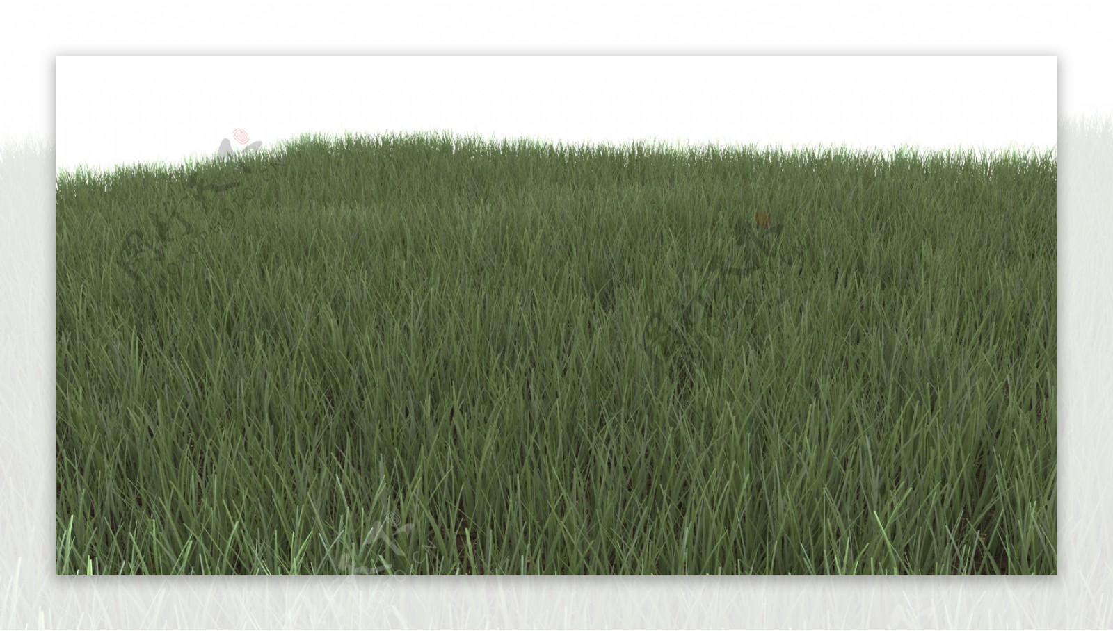 绿色草地背景纹理