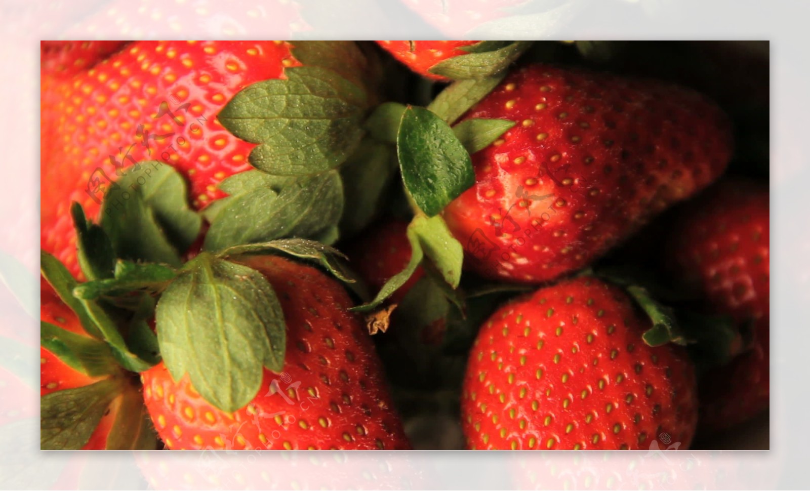 草莓股票视频纺束
